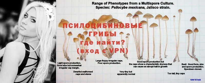 как найти закладки  Надым  Псилоцибиновые грибы Psilocybe 